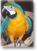 Blue and Gold Macaw