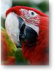 Greenwing Macaw