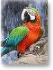 Harlequin Macaw