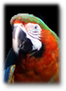 Hybrid Macaw