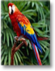 Ruby Macaws